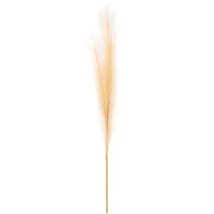 Trawa pampasowa, jasnobrązowy, 9 x 77 cm